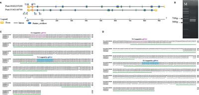 Efficient CRISPR/Cas9-Mediated Gene Editing in an Interspecific <mark class="highlighted">Hybrid Poplar</mark> With a Highly Heterozygous Genome